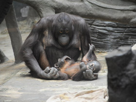 Фото Борнейский орангутан