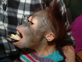 Фото Борнейский орангутан