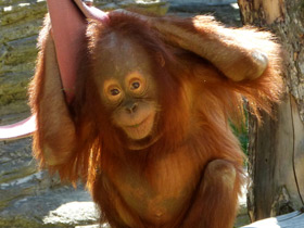 Смотреть фото Орангутан: большая рыжая обезьяна Фото Орангутан: большая рыжая обезьяна