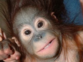 Фото Борнейский орангутан