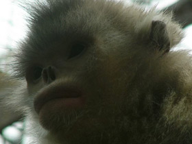 Смотреть фото Чёрный ринопитек Фото Чёрный ринопитек