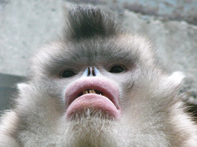 Смотреть фото Чёрный ринопитек Фото Чёрный ринопитек