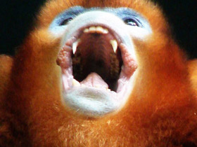 Смотреть фото Рокселланов ринопитек Фото Рокселланов ринопитек