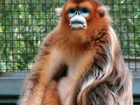 Смотреть фото Рокселланов ринопитек Фото Рокселланов ринопитек