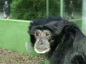 Смотреть фото Сиаманг Фото Сиаманг