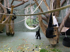 Смотреть фото Сиаманг Фото Сиаманг