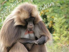 Смотреть фото Гелада Фото Гелада