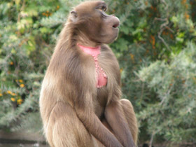 Смотреть фото Гелада Фото Гелада