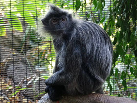 Смотреть фото Гривистый тонкотел Фото Гривистый тонкотел