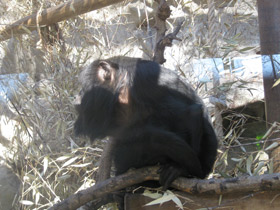 Фото Черный ревун