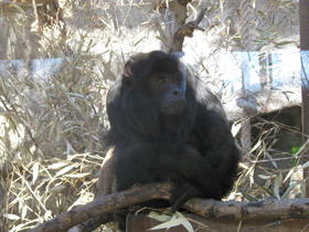 Фото Черный ревун