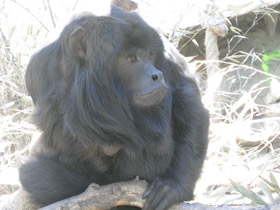 Фото Черный ревун