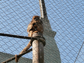 Фото Черный ревун