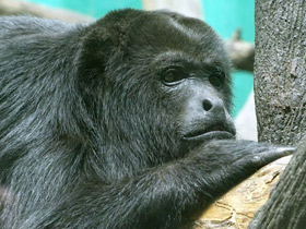 Смотреть фото Колумбийский ревун Фото Колумбийский ревун