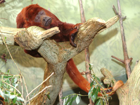 Смотреть фото Рыжий ревун Фото Рыжий ревун