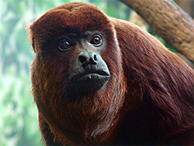 Смотреть фото Рыжий ревун Фото Рыжий ревун