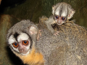 Смотреть фото Боливийская мирикина Фото Боливийская мирикина