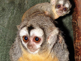 Боливийская мирикина Боливийская мирикина