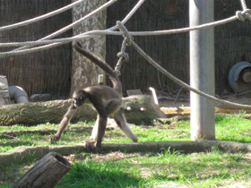 Фото Колумбийская коата