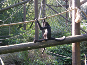 Смотреть фото Коата Жоффруа Фото Коата Жоффруа