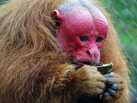 Смотреть фото Уакари Фото Уакари