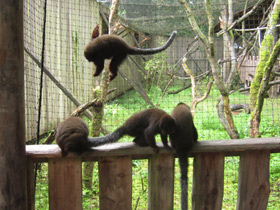 Смотреть фото Медный прыгун Фото Медный прыгун