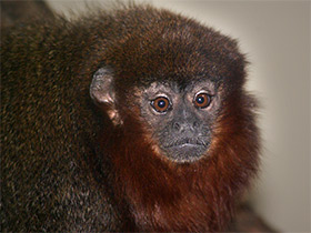 Смотреть фото Медный прыгун Фото Медный прыгун