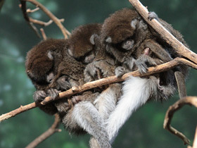 Фото Гранчакский прыгун