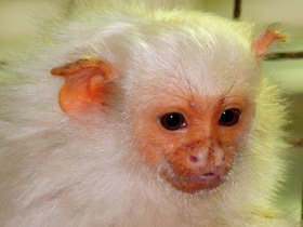 Смотреть фото Серебристая игрунка Фото Серебристая игрунка