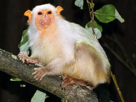 Смотреть фото Серебристая игрунка Фото Серебристая игрунка