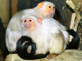 Смотреть фото Серебристая игрунка Фото Серебристая игрунка