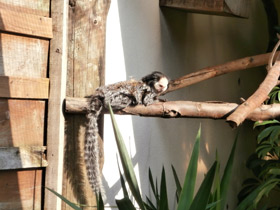 Фото Игрунка Жоффруа