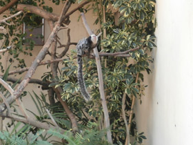 Фото Игрунка Жоффруа