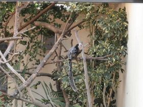 Фото Игрунка Жоффруа