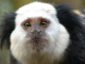 Фото Игрунка Жоффруа