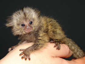 Фото Обыкновенная игрунка