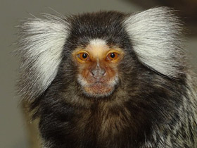 Фото Обыкновенная игрунка