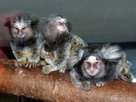 Смотреть фото Черноухая игрунка Фото Черноухая игрунка