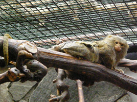 Фото Карликовая игрунка