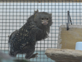 Фото Карликовая игрунка