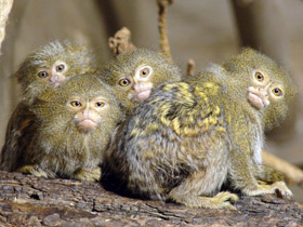 Фото Карликовая игрунка