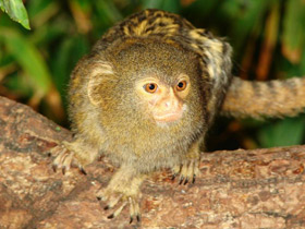 Фото Карликовая игрунка