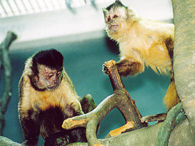 Фото Бурый капуцин