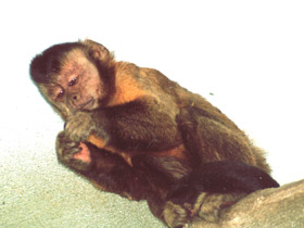 Фото Бурый капуцин