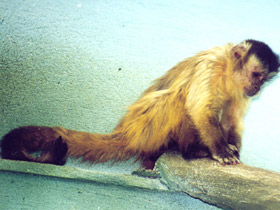 Фото Бурый капуцин