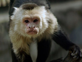 Смотреть фото Белоплечий капуцин Фото Белоплечий капуцин