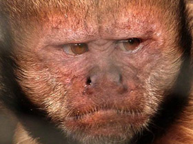 Фото Желтогрудый капуцин