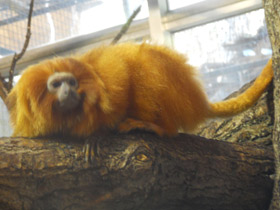 Смотреть фото Золотистая игрунка Фото Золотистая игрунка