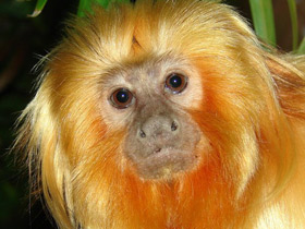 Смотреть фото Золотистая игрунка Фото Золотистая игрунка