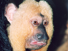 Смотреть фото Бледнолиций саки Фото Бледнолиций саки